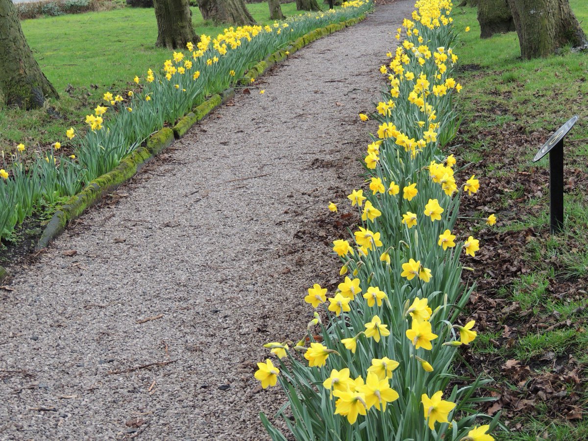 FriendsofFOPCC's tweet image. FOPCC have been busy bees once again, restoring the old Cross Walk Path.  The 
daffodil walk is stunning and well worth a visit.  Well done to today's volunteers.