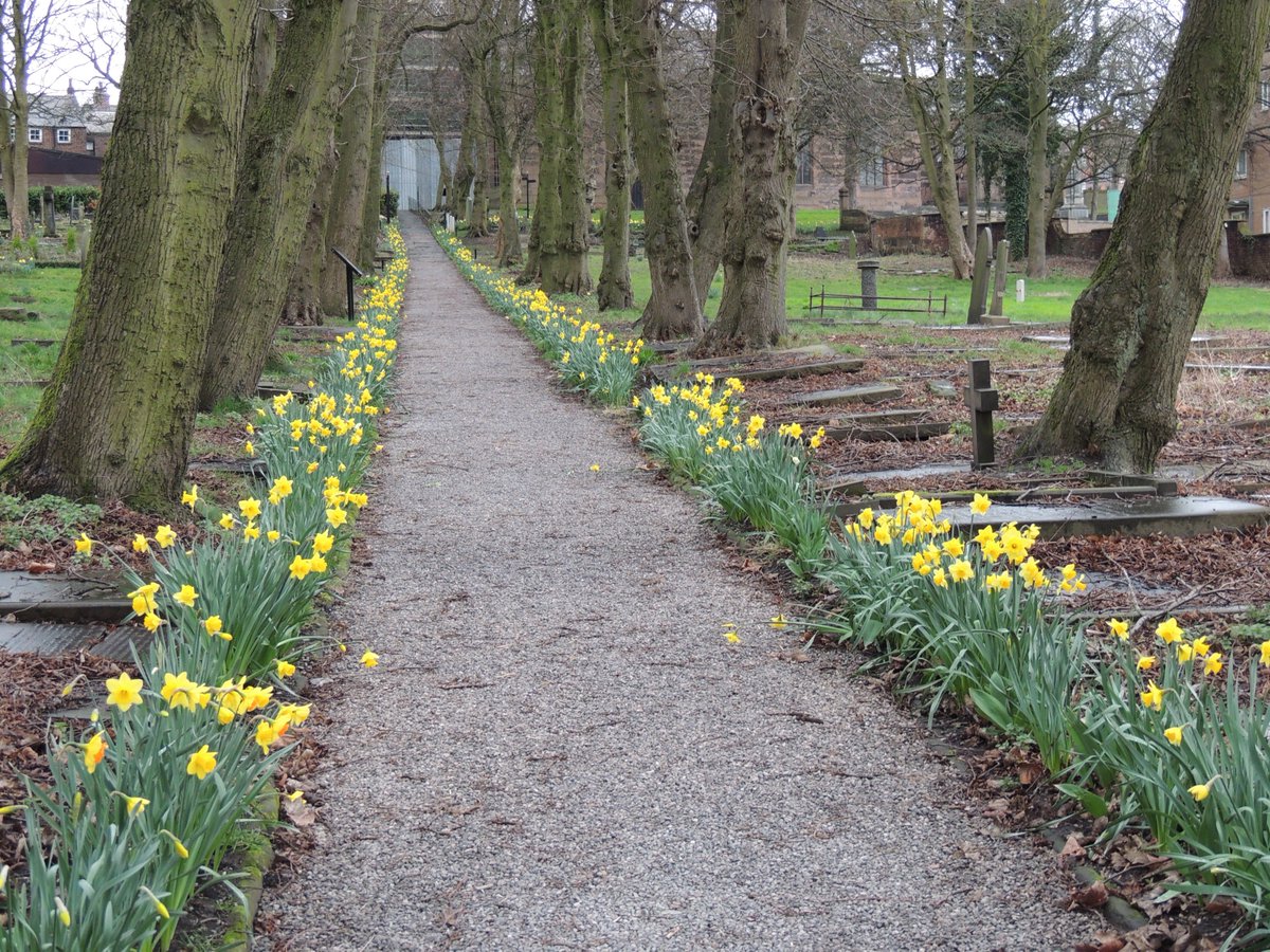 FriendsofFOPCC's tweet image. FOPCC have been busy bees once again, restoring the old Cross Walk Path.  The 
daffodil walk is stunning and well worth a visit.  Well done to today's volunteers.