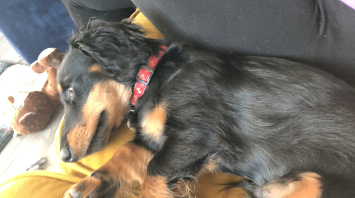 Pad_the_Lad2018's tweet photo. Enjoyed breakfast al fresco with Humam this morning at our favourite #coffeebank.  Tired out after all the attention. https://t.co/rqqPrlpDUE