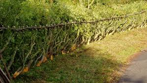 After a couple of seasons of fresh growth the hedge looks lush again: