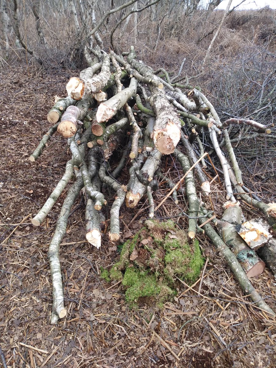 #Neolithic builders felling silver birch today on Hatfield Moors ready 4 the trackway reconstruction &amp; activities with James Dilley <a href="/ancientcraftUK/">Dr. James Dilley</a> @HeritageFundYH <a href="/NEYorksNLincs/">Natural England Yorkshire and North Lincolnshire</a>