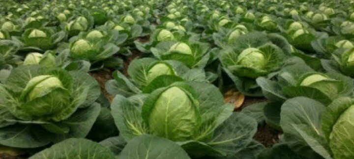 Get a good crop management system from Tech farm.. Gets daily alerts straight from your phone and farm guideline.. Simple steps download m.farmer app from play store.. #kaa digital <a href="/bobcollymore/">Bob Collymore</a> <a href="/NgMunyua/">ng'ethe john munyua</a> <a href="/TelkomKenya/">Telkom Kenya</a> <a href="/KenyaAirports/">Kenya Airports Authority</a> @MwangiWaIria @CS_Kiunjuri