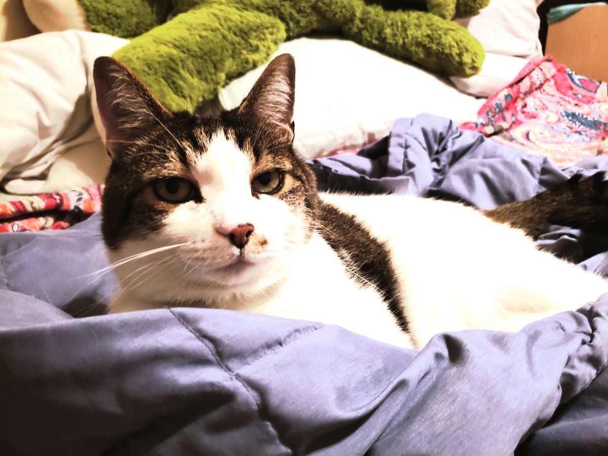 shivvypop's tweet photo. #VOGUE #squishkitty #SirHowardSquishwardIII #SirSquishALot #catsofinstagram #CatsOnTwitter #catlady https://t.co/H6Ydt7jFA0