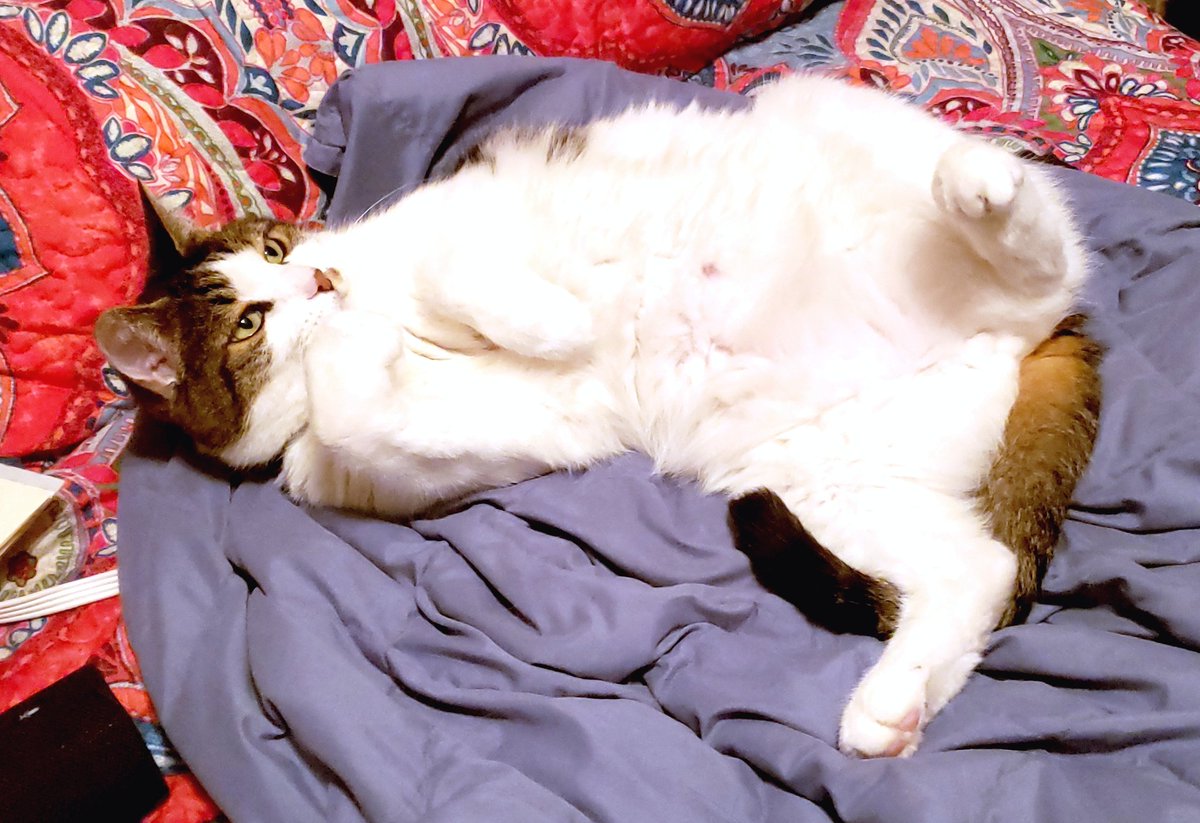 shivvypop's tweet photo. #VOGUE #squishkitty #SirHowardSquishwardIII #SirSquishALot #catsofinstagram #CatsOnTwitter #catlady https://t.co/H6Ydt7jFA0