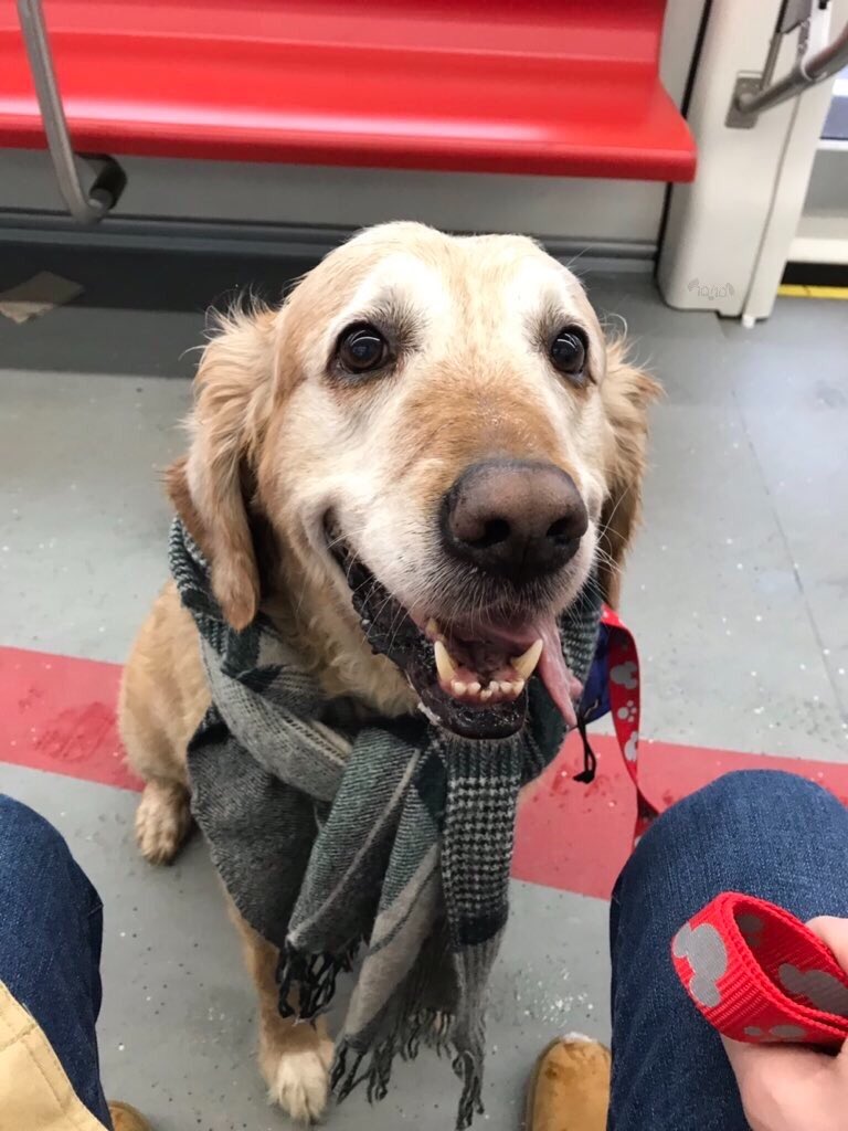 dog_rates's tweet image. This is Joe. He rode the train today. Was a little nervous but his scarf helps him feel safe. Made sure to say hi to all the other passengers. 14/10 #SeniorPupSaturday