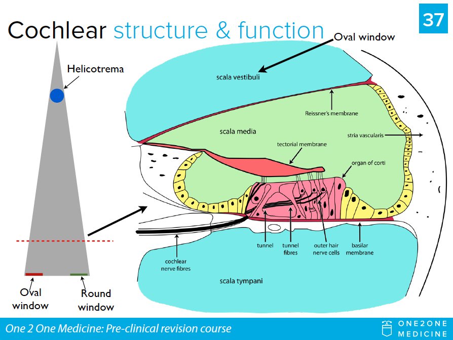 One 2 One Medicine tweet media