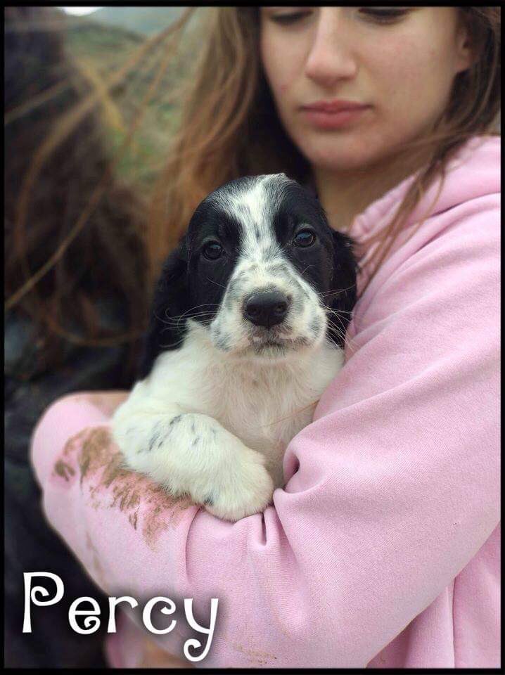 Starlightbarkin's tweet photo. Please could you give us a Retweet or any help in trying to find a forever home for Percy 💕🐾 #starlightbarking #AdoptDontShop https://t.co/nBSQFu1yOX