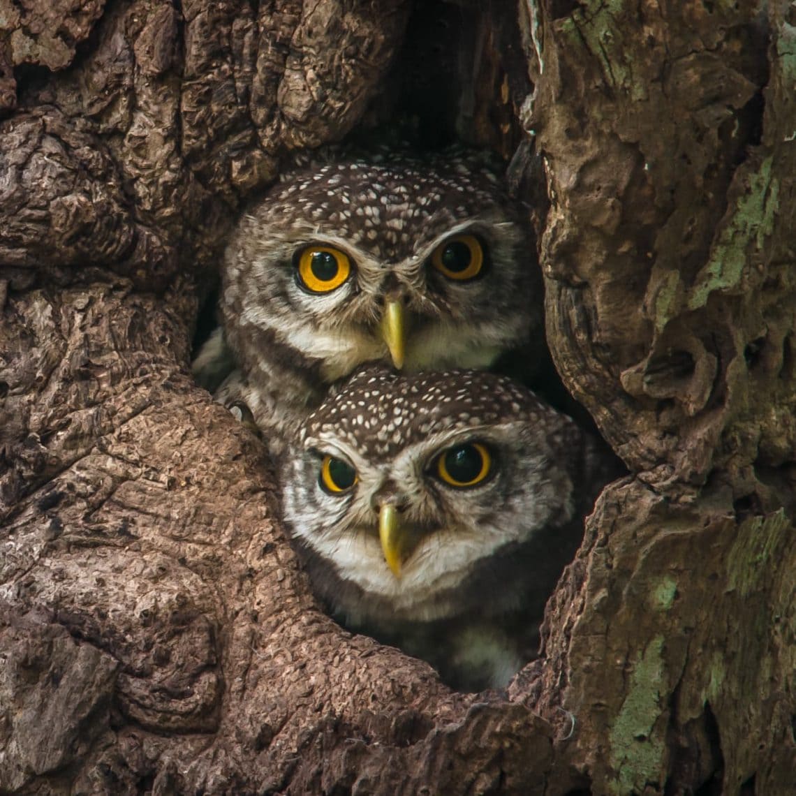 TechSnacksNL's tweet photo. Er zit veel in de lucht, waaronder Wi-Fi 6, 5G en andere innovaties. En spreekwoordelijke ubervogels 🦉 Aflevering 54 staat klaar https://t.co/ko2KZMZr8T https://t.co/WWAa5eMykY