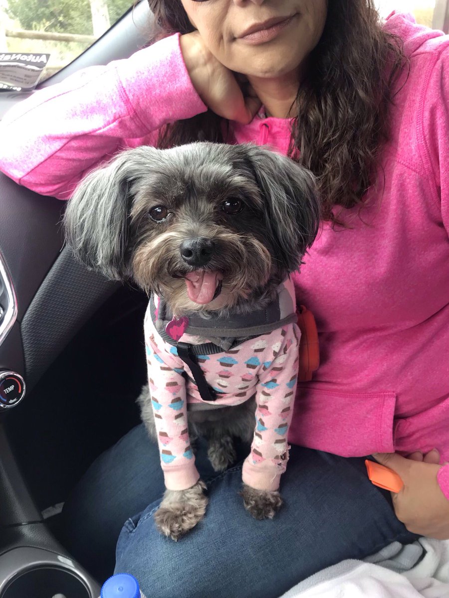ZoeyV1's tweet photo. Girls Are Always Pretty In Pink! #Pink #PrettyInPink #PinkPuppy #pinkcupcakes #Zoey #CutePuppy https://t.co/IsZnvr7XB8