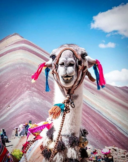 Startravelltd's tweet photo. Cheers to the weekend! #rainbowmountain #cuscocity
📸 @talesfromthelens .
.
.
.
.
#weekendvibes #Cusco #Peru #Machupicchu #llama #alpaca #TheAndes #visitPeru #cometoPeru #instacusco #visitcusco #travel #trek #travelphotography #travelgram #cuscoperu #cuscotrip #Cuscotours https://t.co/CoRz6VAOTb
