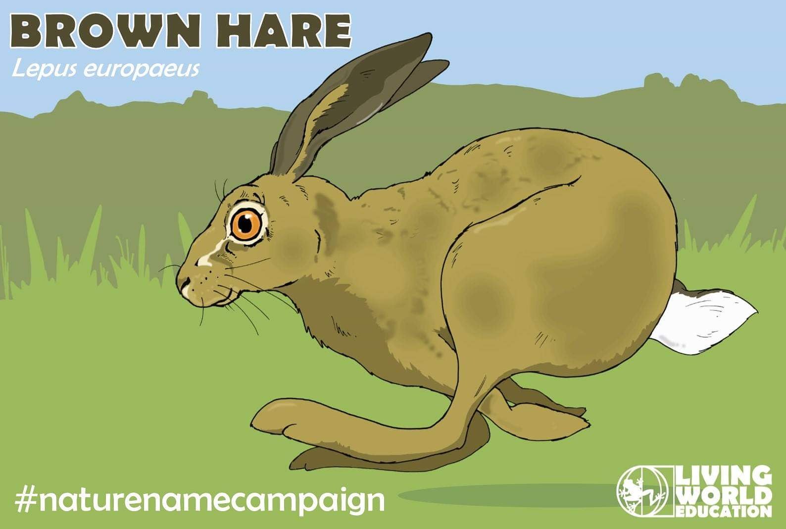 LivingWorldEducation on Twitter ""As mad as a March hare" refers to the energetic/excited