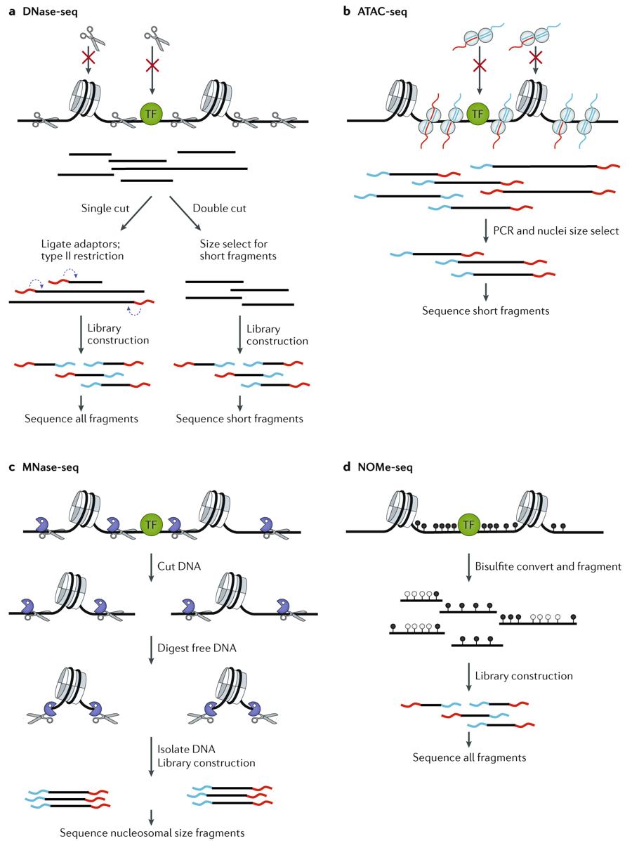 mmw_lmw's tweet photo. #Chromatin_Accessibility and the #Regulatory_Epigenome | Principal methods for measuring chromatin accessibility | William Greenleaf @Stanford @NatureRevGenet https://t.co/g6msH9VuAo | #ReCap_Feb_2019 https://t.co/2Q7rerNzN4