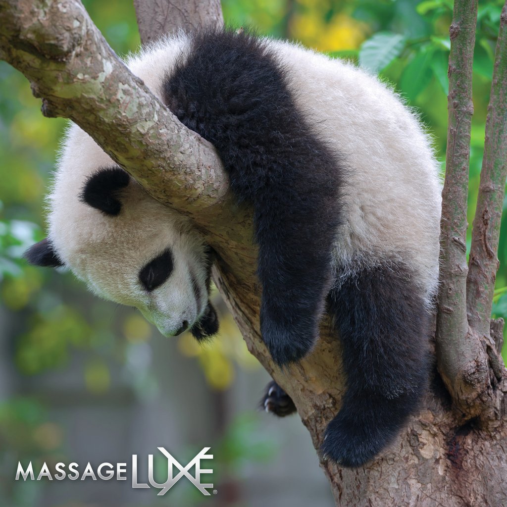 massageluxepp's tweet photo. Do you find yourself sleeping in some uncomfortable positions? The way you sleep can cause major stress and strain on your body.  We Work out the kinks #facials #youdeserveluxe #relax #sleep #sleeppositions #pandas #pembrokepines #miramar #coopercity #hollywoodfl #miamigardens https://t.co/bFKfpiuu1s