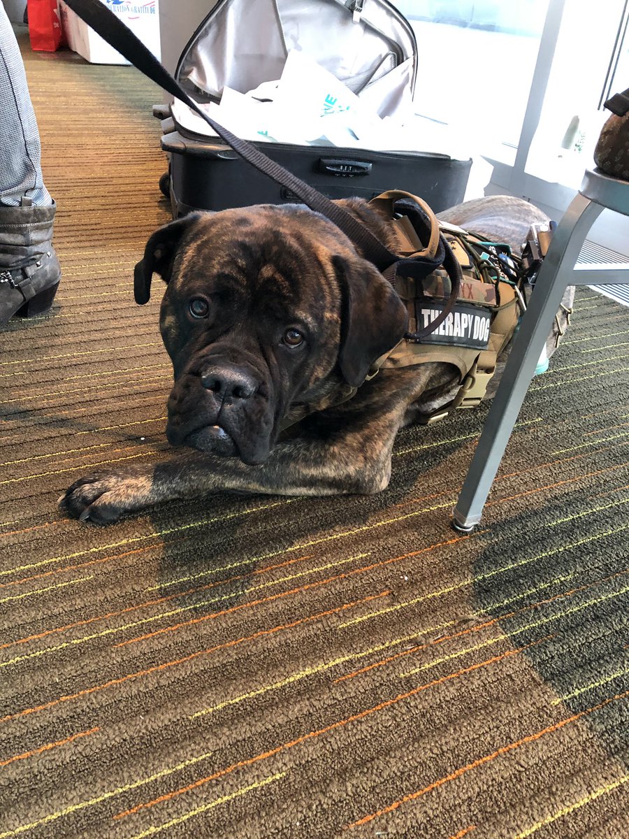 AKNGSAPR's tweet photo. #akngsapr is at the 297th IN BN Yellow Ribbon with #saprdognyx. Stop by our table for some SAPR swag and say hi to Nyx! She’d love to meet you!  @DenainaCenter https://t.co/8o892ct8ZY