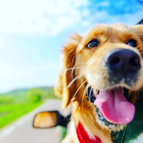 Mypetcaring's tweet photo. Take a break #Holiday #vacation
#ddogtraning https://t.co/k4roFoLuWd