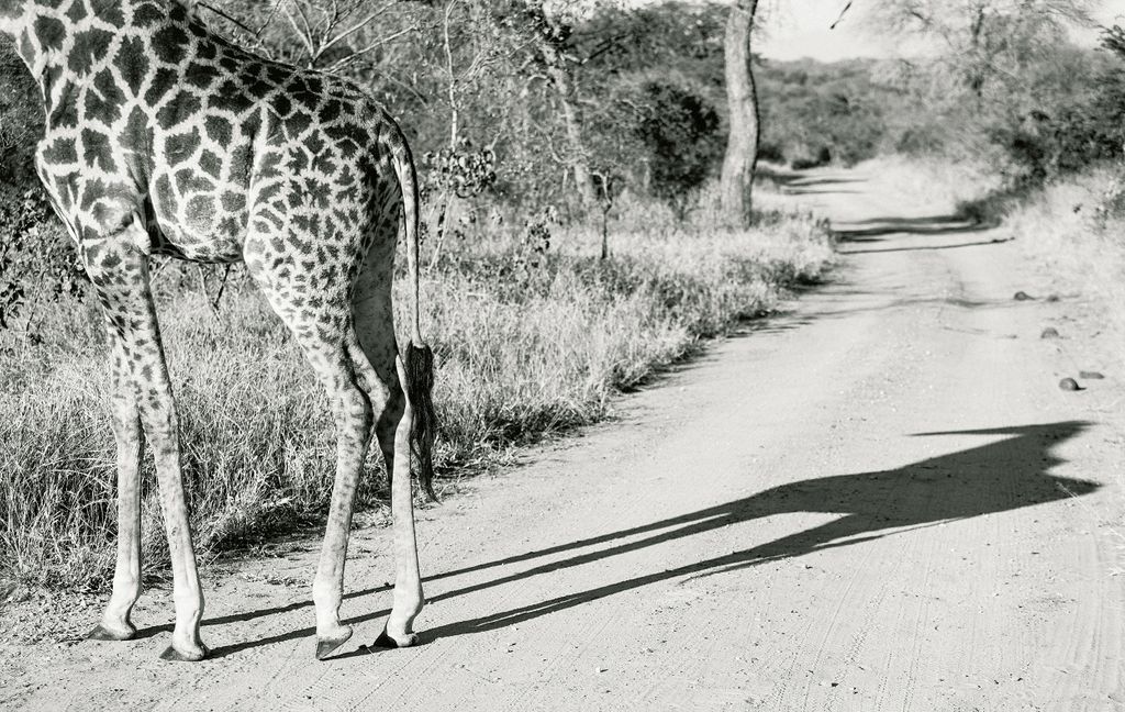 MarkTomaras's tweet photo. Giraffe, South Africa

#safari #southafrica #kruger #giraffe https://t.co/H3MWOBmPC5