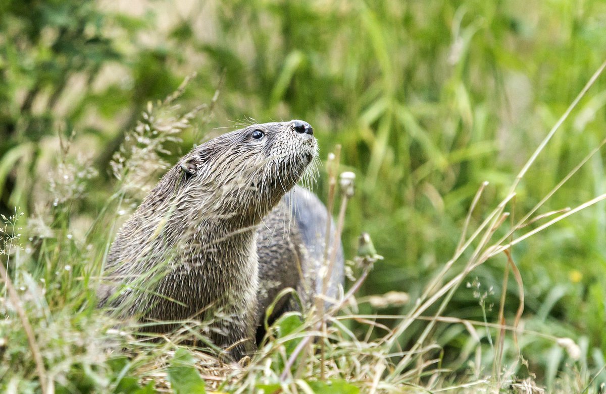 woodlandparkzoo's tweet photo. Happy 5th Birthday, Valkyrie! She’s fast, confident and mighty— the perfect otter to celebrate on #WorldWildlifeDay. In honor of her birthday, what can you do for wildlife? #AnythingForAnimals #SaturdayMotivation #otters https://t.co/PY9R5kDd56