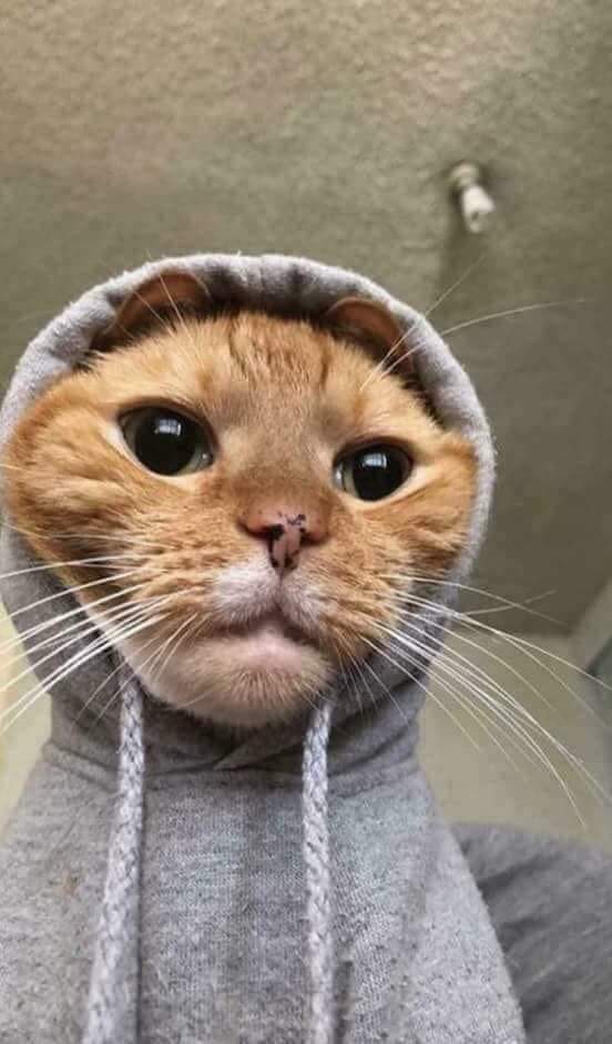 pozytywnosc's tweet photo. ej ludzie zróbmy tu thread uroczych zwierzątek kitków piesków świnek krowek wszystkiego https://t.co/s6sYsbfqxz