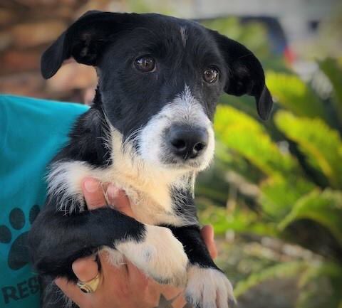 I am Thanos.

I am a lively pup with a great sense of fun! I am an extremely affectionate boy and I love being with my people.

My loves include playing in water and playing with other dogs my same size, I like walks and would love some training.

Male-( 1 year. Terrier Mix)