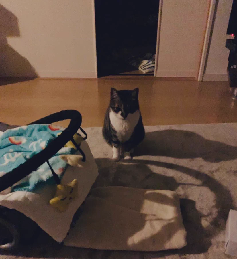 夜中の授乳の度に見に来てくれる飼い猫！ありがとうね??