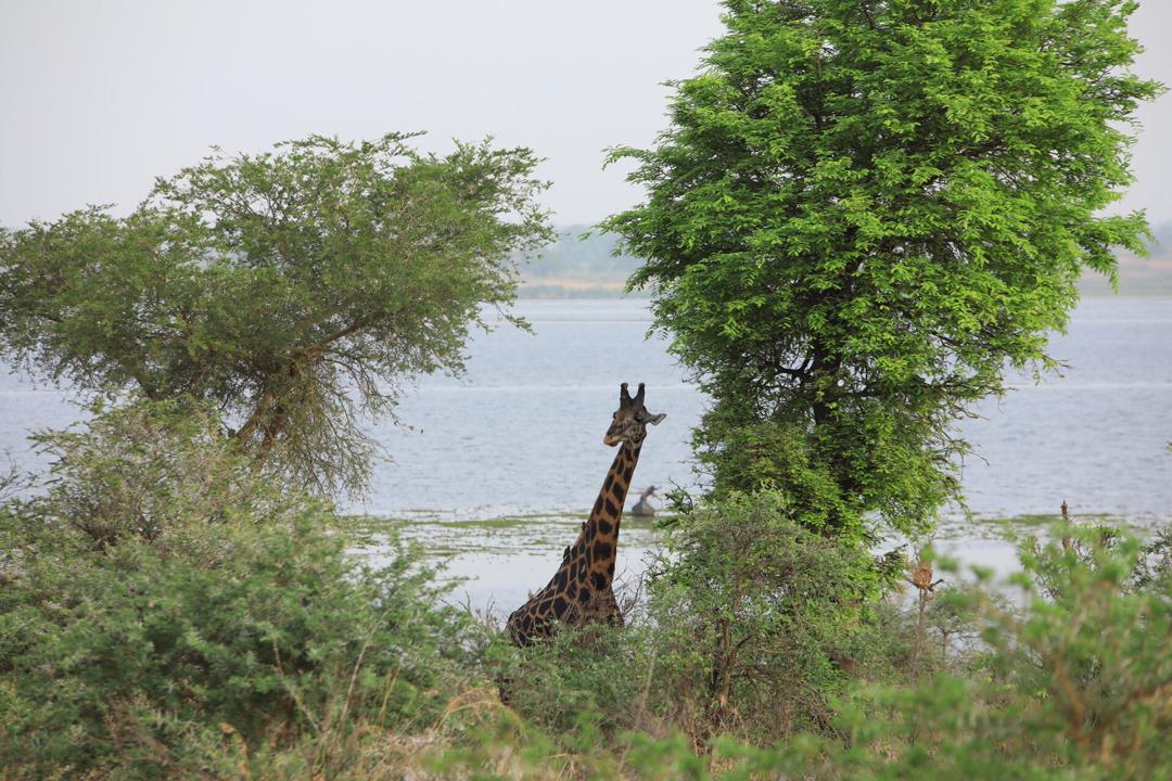 Guide2Uganda's tweet photo. The Power of Ugandaโs beauty lies in the Wilderness #TulambuleNorthernUganda #VisitUganda #Hodjs @UgTourismBoard @ugwildlife #KoiKoiUg https://t.co/Okrnx442NT
