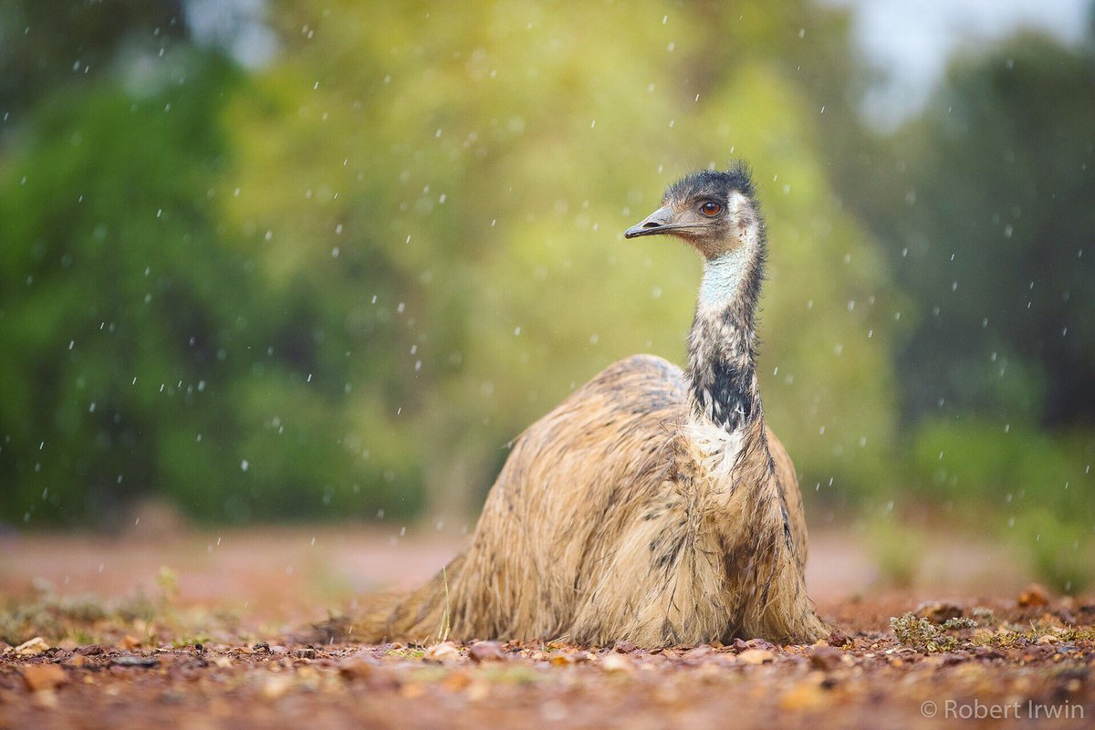 RobertIrwin's tweet photo. Happy #WorldWildlifeDay Today’s about appreciating the incredible creatures we share the word with &amp; thinking about our affect on their natural environment. Through photography, I try to showcase the beauty of wildlife &amp; hopefully inspire people to love our precious natural world https://t.co/qsLrQxOusg