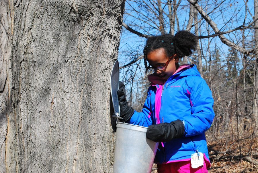 child near maple bucket