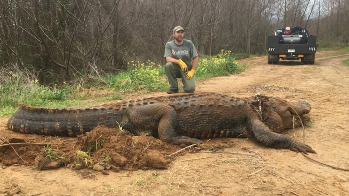 wsbtv's tweet photo. Massive, 750-pound gator found in Georgia ditch: https://t.co/CJkqVSNfXJ https://t.co/ii2d3haFOL
