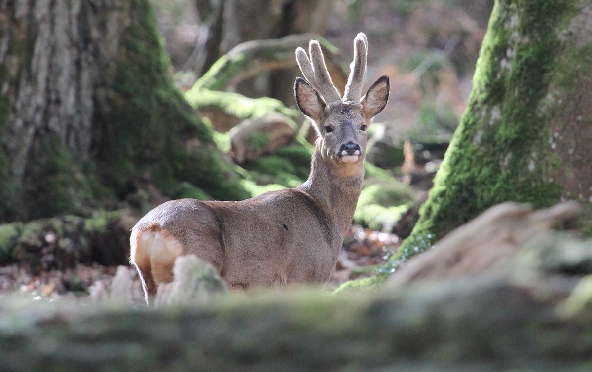 newforestdeer's tweet photo. Roebuck today @NewForestNPA @Tracking_Signs @JoLangb @wildlife_uk @NatureUK @BBCCountryfile @BBCSpringwatch @WildlifeMag @NewForestNP @iNatureUK @TheDailyDeer https://t.co/J6M7Cxz4p0
