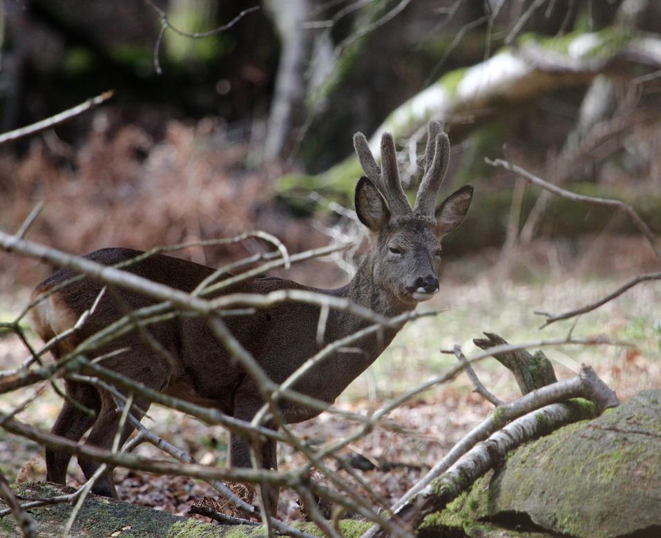 newforestdeer's tweet photo. Roebuck today @NewForestNPA @Tracking_Signs @JoLangb @wildlife_uk @NatureUK @BBCCountryfile @BBCSpringwatch @WildlifeMag @NewForestNP @iNatureUK @TheDailyDeer https://t.co/J6M7Cxz4p0