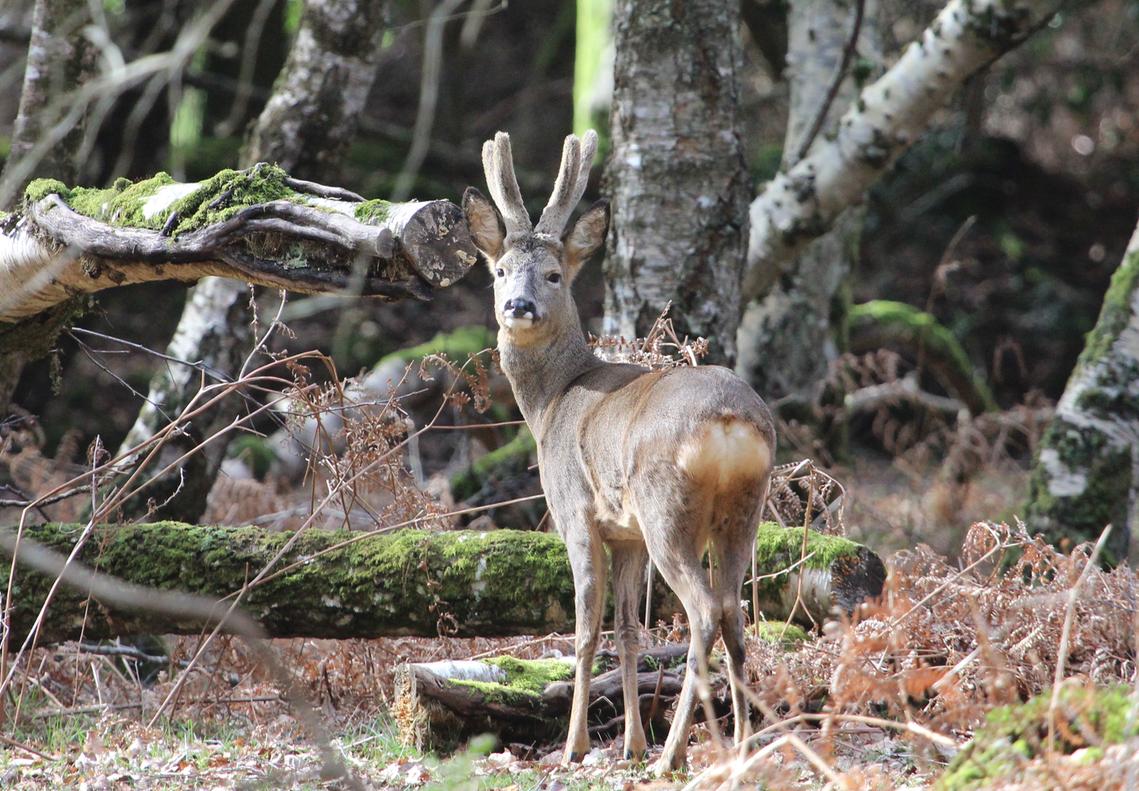 Roebuck today <a href="/NewForestNPA/">New Forest NPA</a> <a href="/Tracking_Signs/">Forest Tracker 🇺🇦</a> <a href="/JoLangb/">Jochen Langbein2</a> @wildlife_uk <a href="/NatureUK/">NatureUK</a> @BBCCountryfile <a href="/BBCSpringwatch/">BBC Springwatch</a> <a href="/WildlifeMag/">BBC Wildlife</a> @NewForestNP <a href="/iNatureUK/">iNatureUK</a> @TheDailyDeer