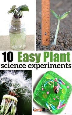 oneclipsesci's tweet image. Plant science experiments for kids learn parts of a plant, function of plant, plant life cycle. Great for outdoor gardening or kitchen science activities projects, school science fair projects, preschool to grade 5. life cycle. nature STEM activity #iGameMomSTEM #ScienceForK…
