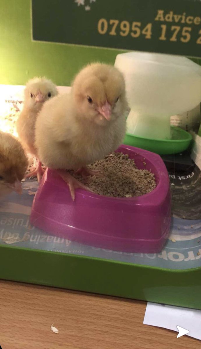 Flashback from 2 years ago, when we had chicks for the first time 💗 #primaryscience #year1 #happychickcompany