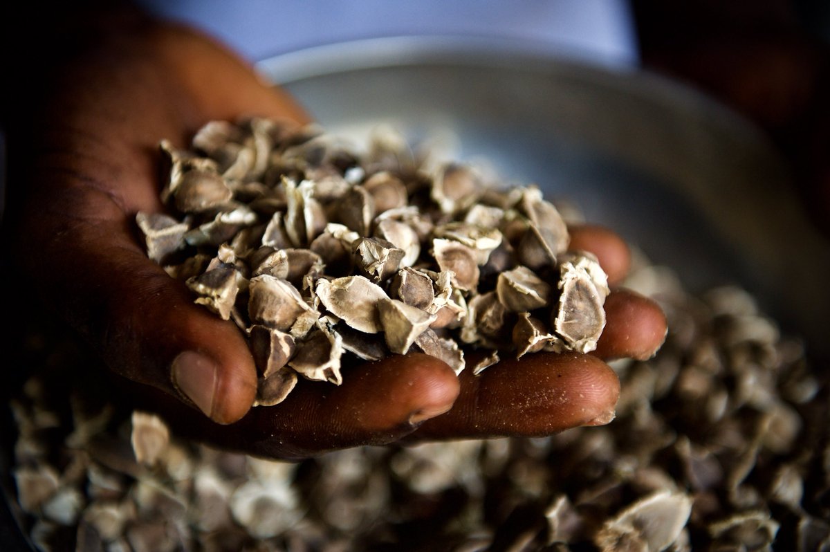 GregBows's tweet photo. Learning about #moringa in #ghana #superfood #Africa #development https://t.co/JfXLzpMVNr
