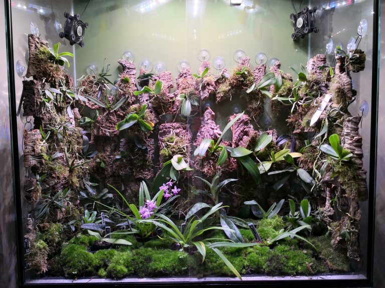pumpkin_beth's tweet photo. Here's an update on how the equipment inside my #Rainforest #Terrarium has performed over the past eleven months: https://t.co/KXb4CTZMYT #Orchids #MistingUnit #LEDLights #TerrariumKit #Indoor #IndoorGardening #Houseplants #UrbanJungle #Vivarium #Orchidarium #Plants #Orchid https://t.co/xkOu1ZTTFL