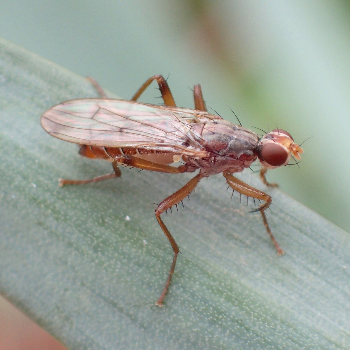 AmblingMan's tweet image. Norellia spinipes on Daffodils at Aylestone Holt in Leicestershire today. #VC55 #YearOfTheFly