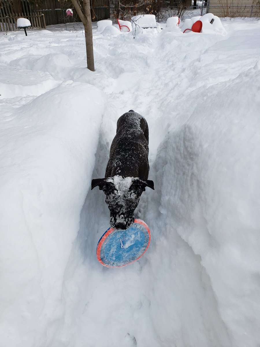 JenLief's tweet image. Winter fetch