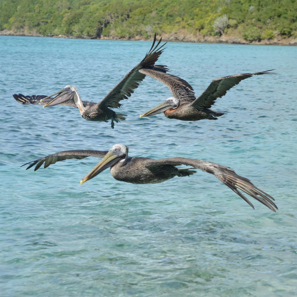 Tres Amigos #pelicans #caribbean #island #paradise #virginislands #USVI #stj #stjohn #stjohnusvi #mahobaystjohn