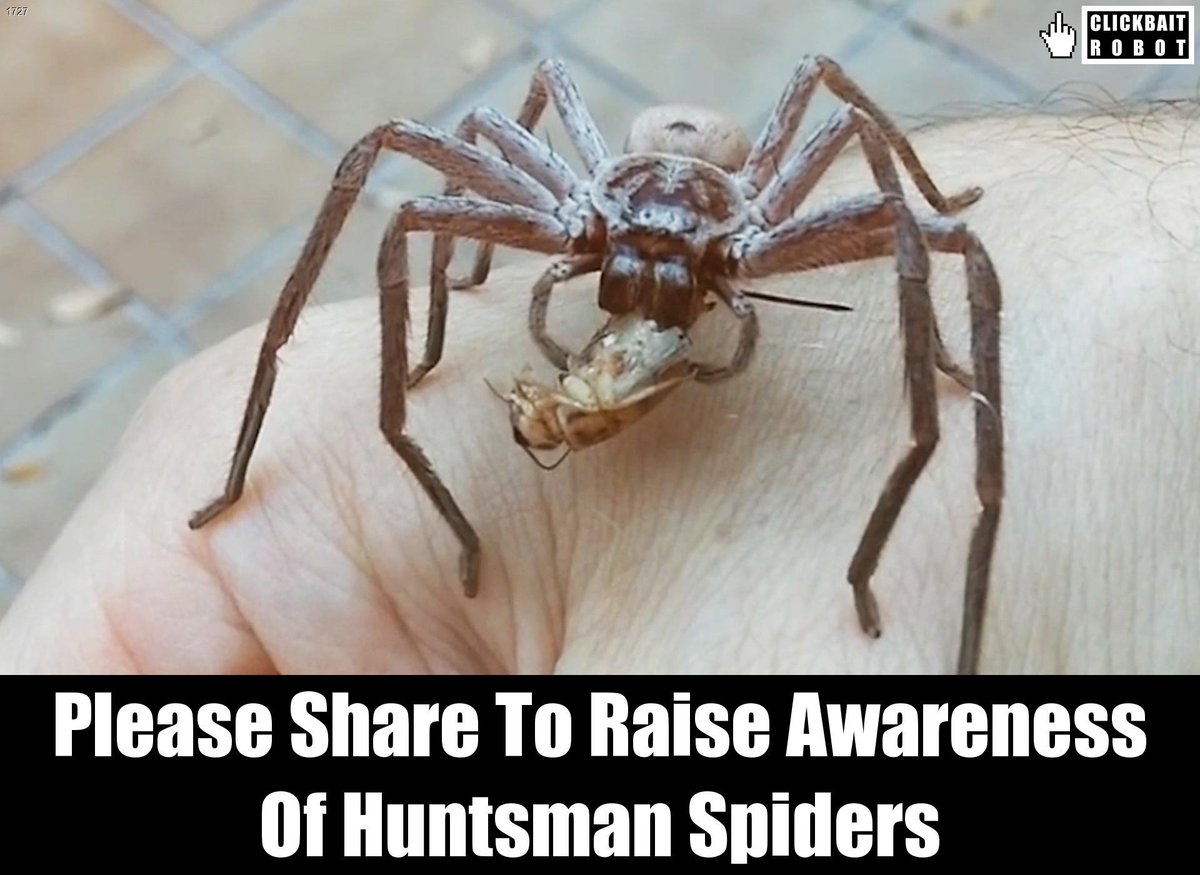 clickbaitrobot's tweet photo. Please Share To Raise Awareness Of Huntsman Spiders #HuntsmanSpiders https://t.co/iofX48MM8d