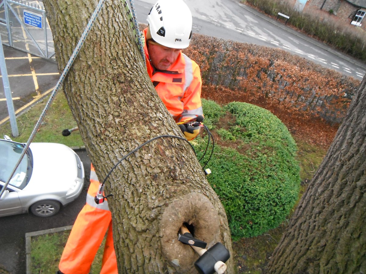 Treediagnostics's tweet image. #Microsecond timer for #climbing inspections. Check the wood quality.