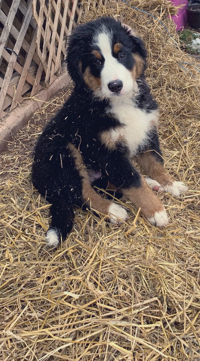 LincolnBMD's tweet photo. Mom had to put down straw because the yard is totally muddy from our on again off again winter...something happened and now I need a bath 🤷🏼‍♀️🐾🙈🐶 #bernesemountaindogs #bernese #berneselove #puppy #dogs #pets #dogsofinstagram #bernesepuppy #berner #bernerpuppy #puppyoftheday https://t.co/iYSzDE229d