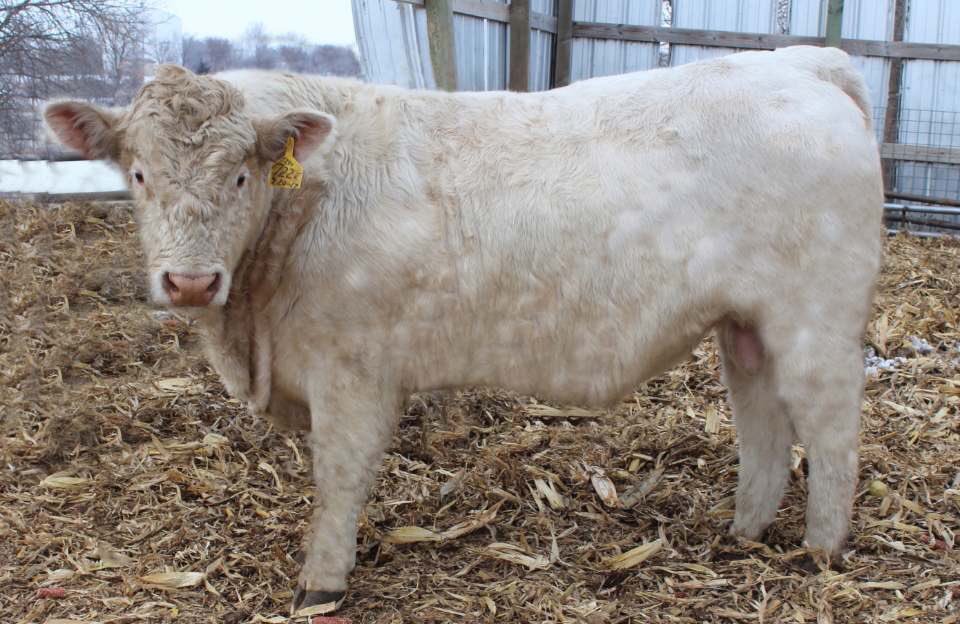 6 days until the Double-H Bull Sale. Below is a picture of Lot 6, Double-H Escalator 722E. He is 50K DNA Tested and Homozygous Polled Resource son out of a Bells &amp; Whistles daughter. +20 Milk EPD and 211 TSI

Get a copy of the online catalog and details at DoubleHCharolais.com