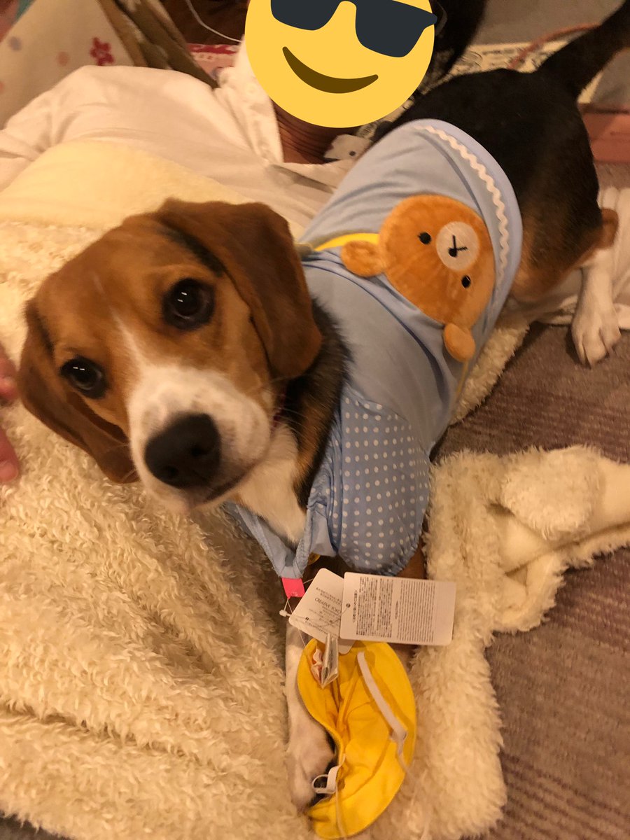 ネモ＆レオ tweet media