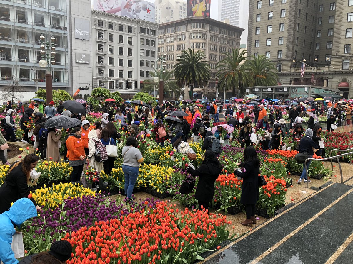cookiesANDclogs's tweet photo. More photos from #AmericanTulipDay today! #SanFrancisco #tulips https://t.co/YISe3GDCGS