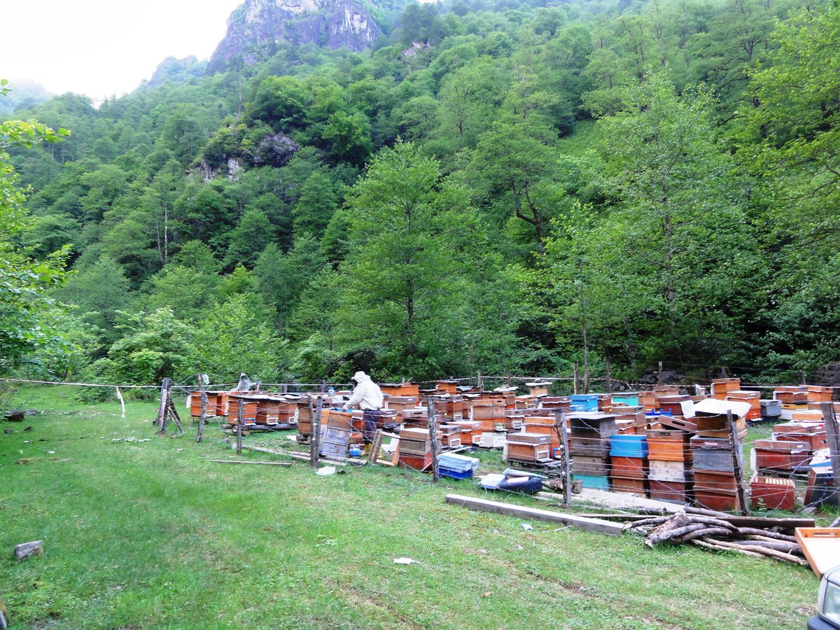 SefiBolge's tweet photo. 📍Burası Giresun

Meslektaşlarım arılar için nektar ve polen kaynağı olan ağaç, otsu ve çalı formundaki bitkiler ile 10 bin 61 dönüm alanda 2 bin 200 kovan kapasiteli bal ormanı kurmuş.

✔Bal arıları, tarımsal tozlaşma yapar ve doğadaki dengenin en önemli halkalarındandır. https://t.co/4ySJOk8TVa