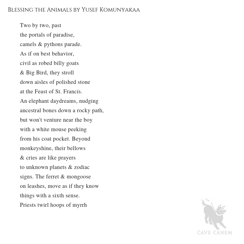 Cave Canem on Twitter: Cave Canem on Twitter: