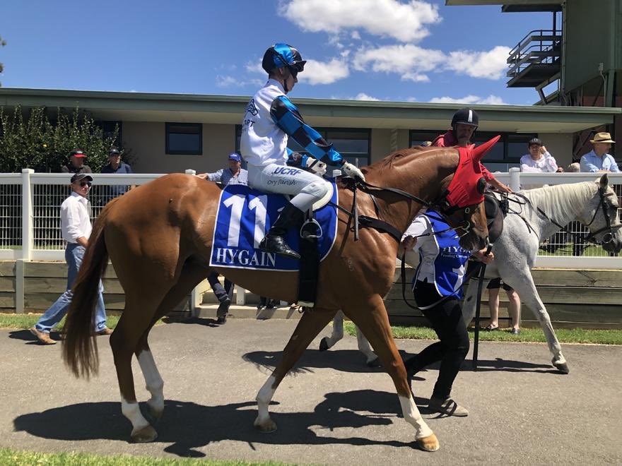 Ourhorsesfly's tweet photo. This handsome boy heads today to @Wangarattatc @lindsayparkrace Good luck to all connections 🤞
Race 2: No. 8 Testigo Estrella: Corey Parish to ride:
#gooj #ourhorsesfly https://t.co/qat5igZDdT