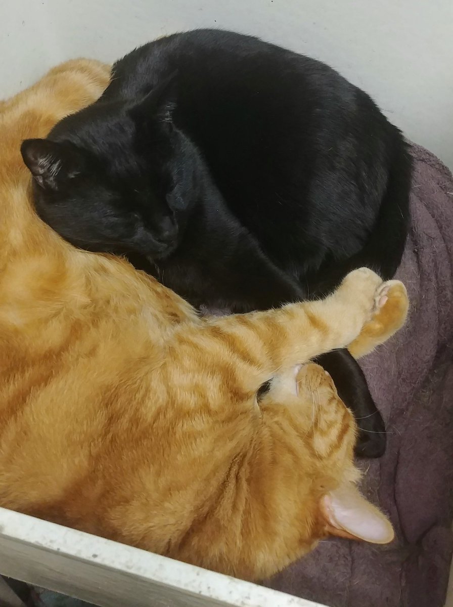 thekittensthree's tweet photo. Snuggle time #Caturday https://t.co/ZGzjvH5sBq