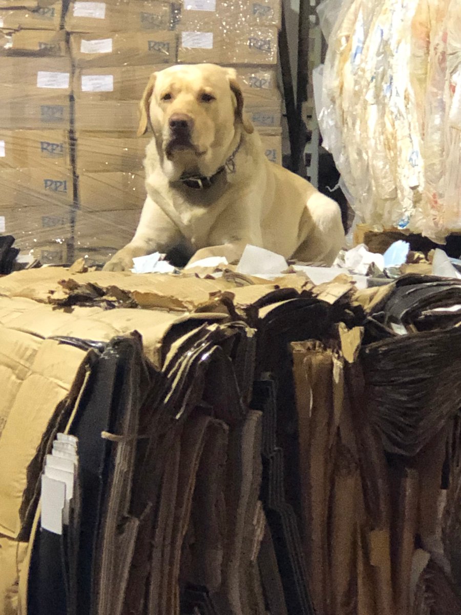 BagmanRecycles's tweet image. Guard at the Warehouse.
