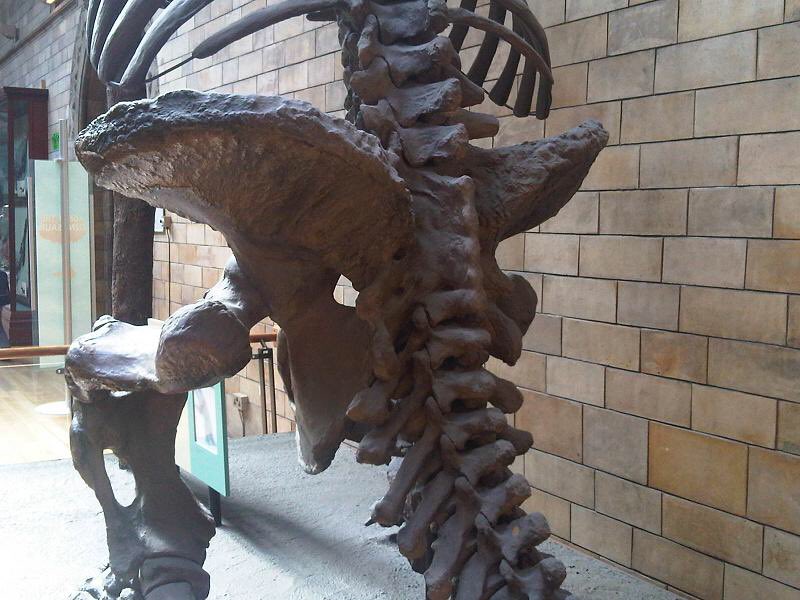 bigbootysloths's tweet image. Guess what! #slothbutt!